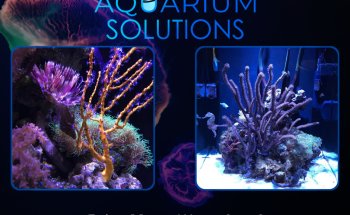 Aquarium Solutions - Maintenance & Services