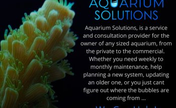 Aquarium Solutions - Maintenance & Services