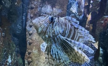 The Boyd Foundation Aquarium & Reptile Conservation Center