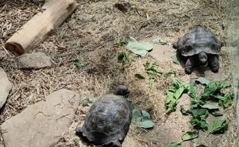 The Boyd Foundation Aquarium & Reptile Conservation Center