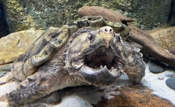 The Boyd Foundation Aquarium & Reptile Conservation Center