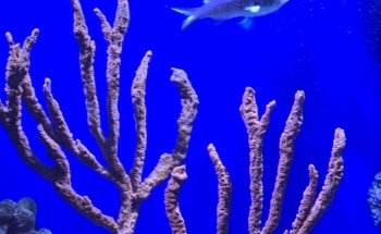 The Boyd Foundation Aquarium & Reptile Conservation Center