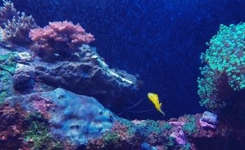 The Boyd Foundation Aquarium & Reptile Conservation Center