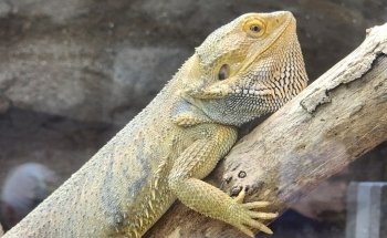 The Boyd Foundation Aquarium & Reptile Conservation Center