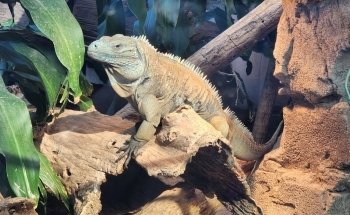 The Boyd Foundation Aquarium & Reptile Conservation Center