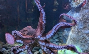 The Boyd Foundation Aquarium & Reptile Conservation Center