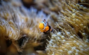 Centro de Conservación de Acuarios y Reptiles de la Fundación Boyd