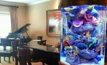 Aquarium Reef Illusions