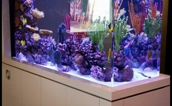 Aquarium Reef Illusions