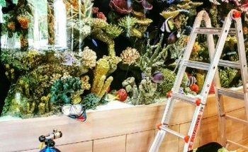 Aquarium Reef Illusions