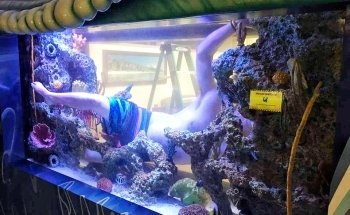 Aquarium Reef Illusions