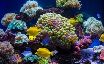 Aquatic Fantasy
