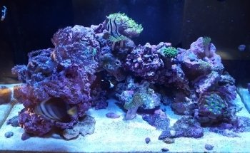Aquatic Fantasy