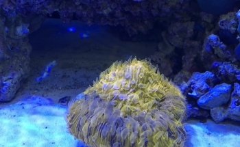 Aquatic Fantasy