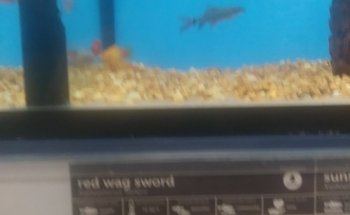 Aquatic Fantasy