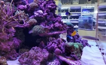 Aquatic Fantasy