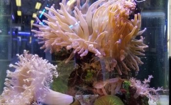 Aquatic Fantasy