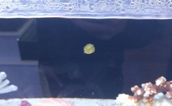 Aquatic Fantasy