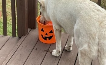 Pigeon Forge Super Speedway