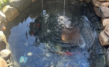 Barracuda Watergardens