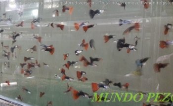 MUNDO PEZ & MASCOTAS
