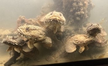 Hudson River Park's River Project Wetlab