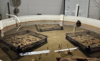 Hudson River Park's River Project Wetlab