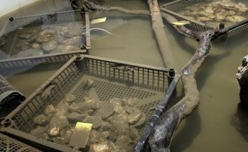 Hudson River Park's River Project Wetlab