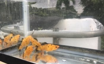 Aquazul Tropical Fish LLC