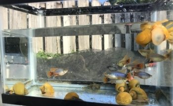 Aquazul Tropical Fish LLC