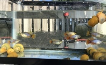 Aquazul Peces Tropicales LLC