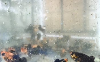 Aquazul Tropical Fish LLC