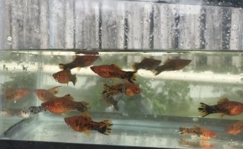 Aquazul Tropical Fish LLC