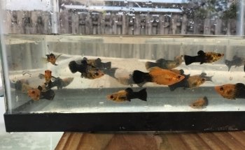 Aquazul Tropical Fish LLC