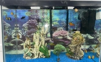 Aquazul Tropical Fish LLC