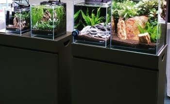 Lifegard Aquatics
