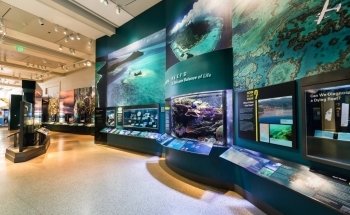 Diseño de Acuarios de Arrecife