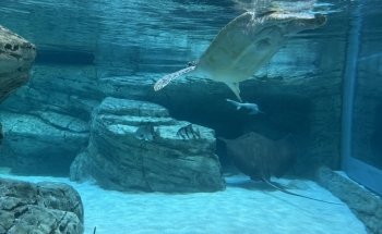 Sobela Ocean ???? Aquarium