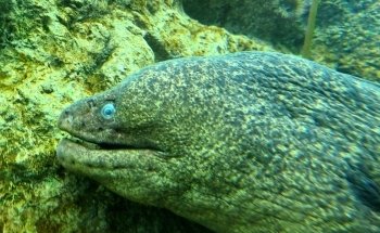 Sobela Ocean ???? Aquarium