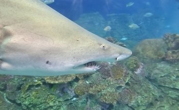 Sobela Ocean ???? Aquarium