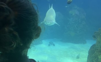 Sobela Ocean ???? Aquarium