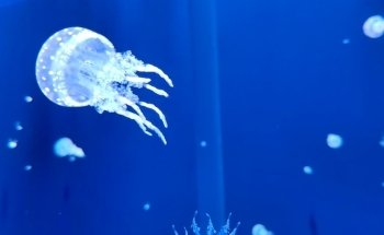 Sobela Ocean ???? Aquarium