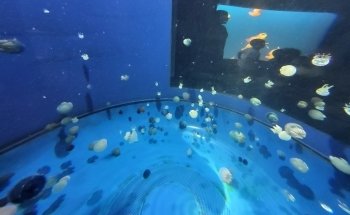 Sobela Ocean ???? Aquarium