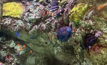 Sobela Ocean ???? Aquarium