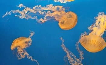 Sobela Ocean ???? Aquarium