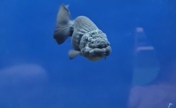 Acuario El Estuario
