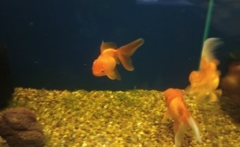 Acuario El Estuario