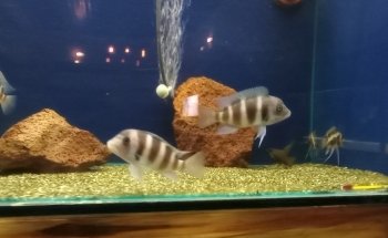 Acuario El Estuario