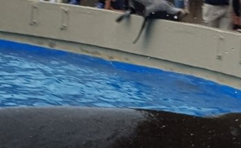 Sea Lion and Seal Feeder Pool
