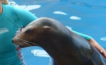 Sea Lion and Seal Feeder Pool